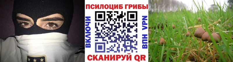 Галлюциногенные грибы Psilocybe Данков